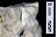 Foto (Detailansicht) von Galatheites zitteli (Moericke, 1889) (NHMW-GEO-1990-0041-0489b)